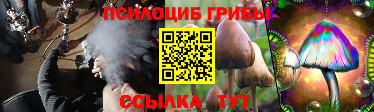 Псилоцибиновые грибы Psilocybe Нерюнгри